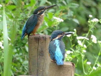 2022年6月18日(土) 舞岡公園の野鳥観察記録