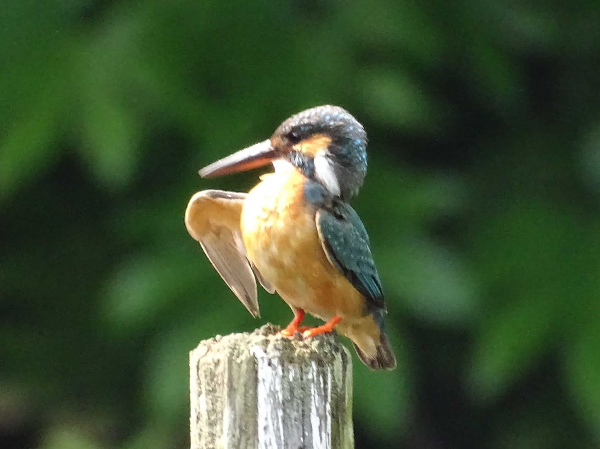 舞岡公園 カワセミの写真 by KAWASEMIぴー