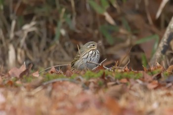 Olive-backed Pipit 滋賀県希望が丘文化公園 Thu, 1/4/2018