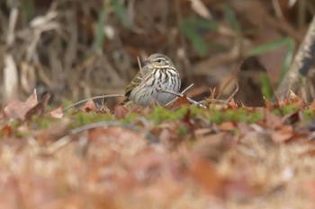 Olive-backed Pipit 滋賀県希望が丘文化公園 Thu, 1/4/2018