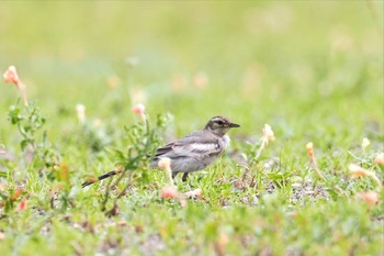 ハクセキレイ 葛西臨海公園 2022年6月19日(日)