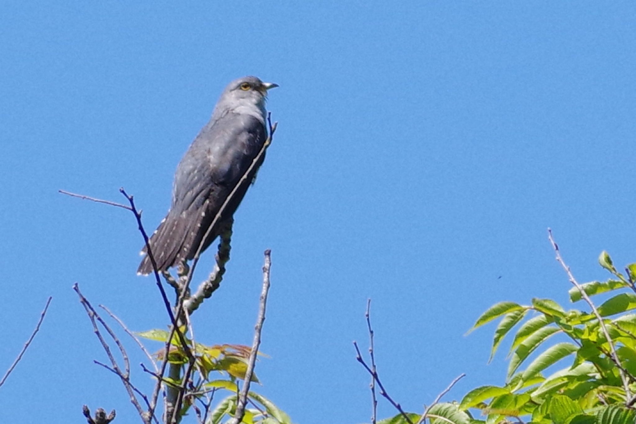 遠くの森で鳴いてるのはよく聞くけど by Leef