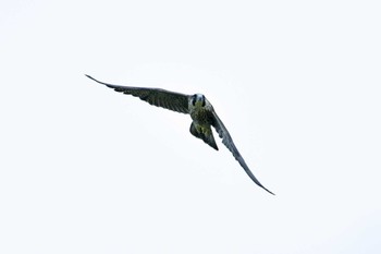 Peregrine Falcon Aobayama Park Sun, 6/19/2022