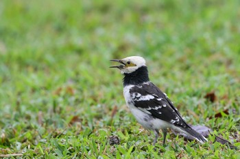 クビワムクドリ 華江雁鴨自然公園 2017年11月3日(金)