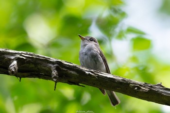 Asian Brown Flycatcher 八王子城跡 Mon, 6/13/2022