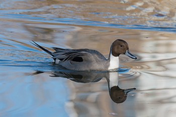 Northern Pintail