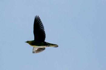 2022年6月19日(日) 福井緑地(札幌市西区)の野鳥観察記録