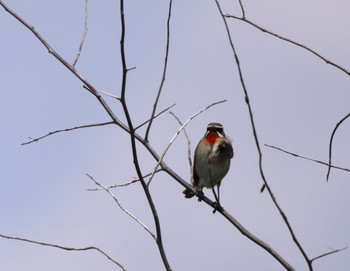 Sun, 6/19/2022 Birding report at はまなすの丘公園(石狩市)