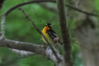 2022年6月18日(土) 早戸川林道の野鳥観察記録