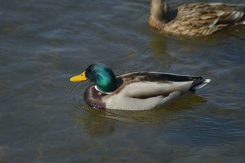 マガモ 帯広川 2022年4月3日(日)