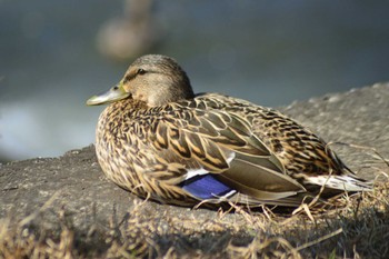 2022年4月3日(日) 帯広川の野鳥観察記録