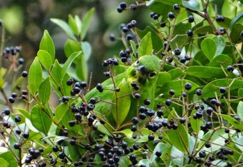 Greater Green Leafbird