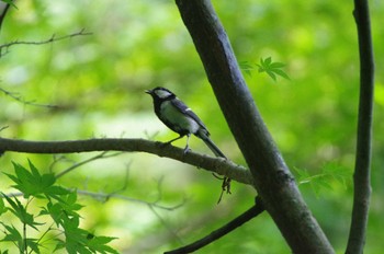 シジュウカラ 瀬上市民の森 2022年6月19日(日)