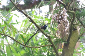 サンコウチョウ 瀬上市民の森 2022年6月19日(日)