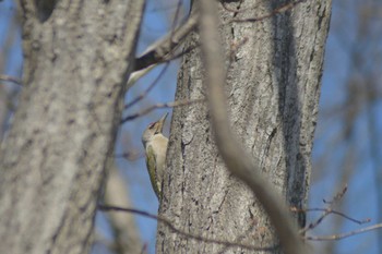 2022年4月16日(土) 岩見沢市の野鳥観察記録