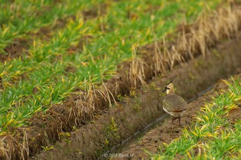 Northern Lapwing Unknown Spots Tue, 1/2/2018