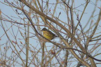 2022年5月5日(木) 長沼町の野鳥観察記録