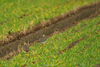 Northern Lapwing Unknown Spots Tue, 1/2/2018