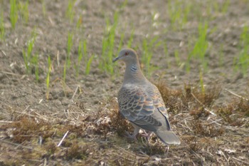 2022年5月21日(土) 栗山町の野鳥観察記録