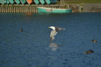 ウミネコ 北村中央公園 2022年6月12日(日)