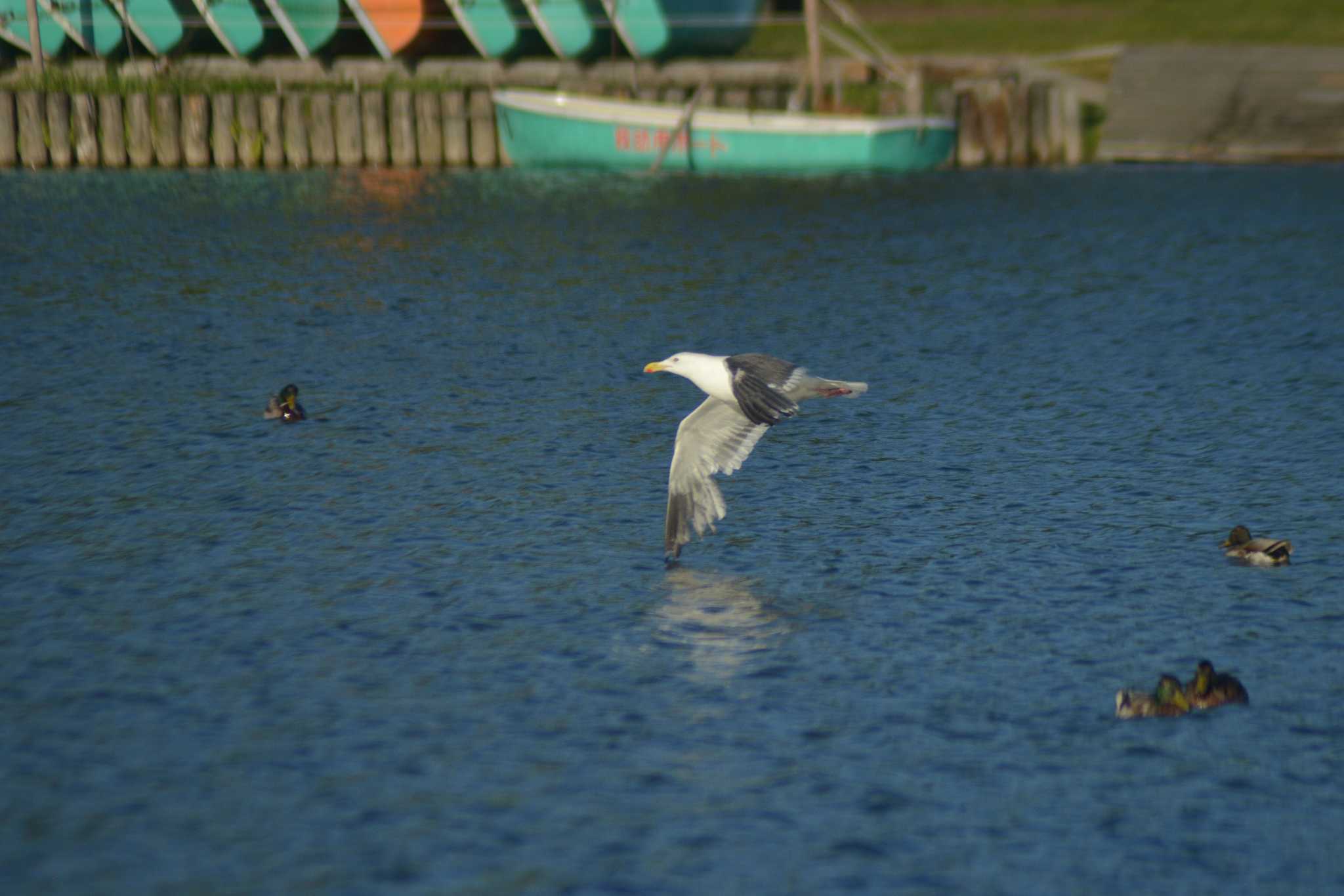 Photo of Black-tailed Gull at 北村中央公園 by た～