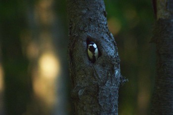 2022年6月12日(日) 北村中央公園の野鳥観察記録