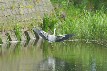 Grey Heron 創成川緑地(札幌) Sat, 6/18/2022