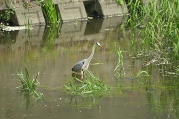 Grey Heron 創成川緑地(札幌) Sat, 6/18/2022