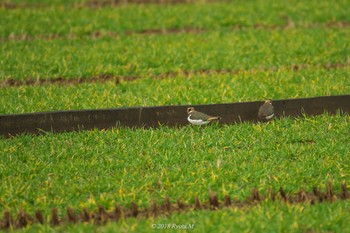 Northern Lapwing Unknown Spots Tue, 1/2/2018