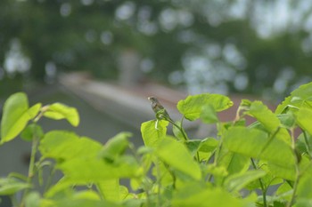 ホオアカ 茨戸 2022年6月19日(日)