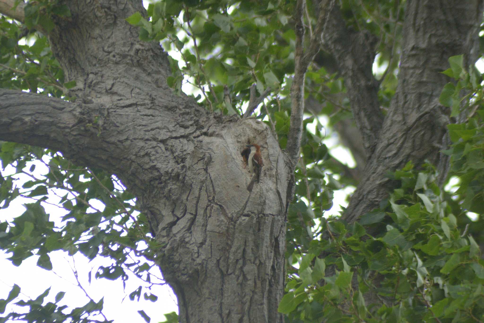 Russet Sparrow