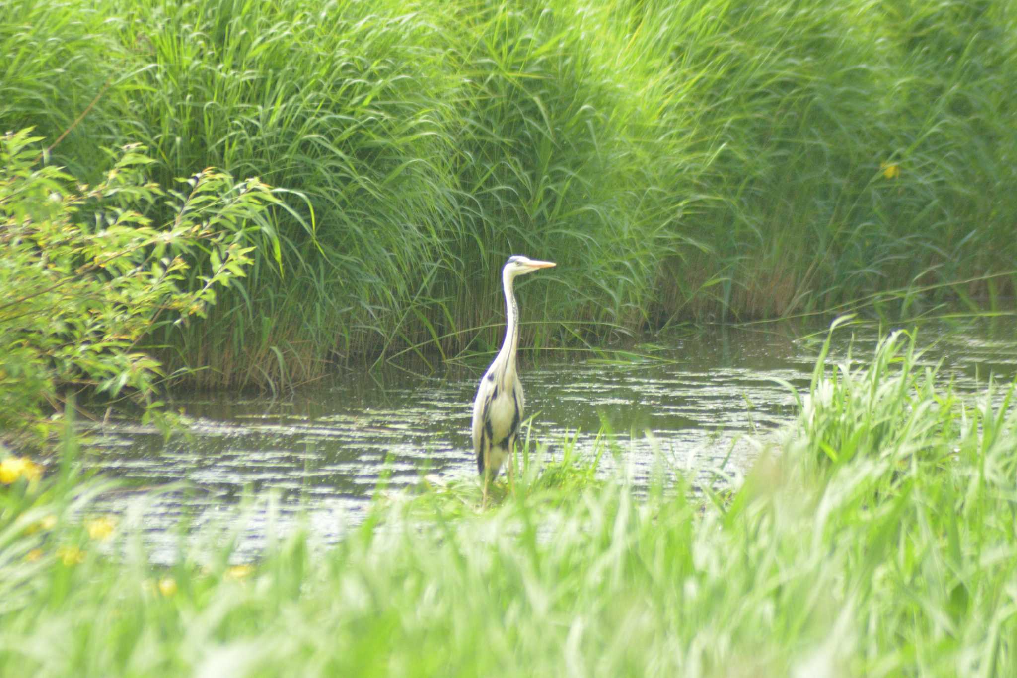 Photo of Grey Heron at 茨戸 by た～