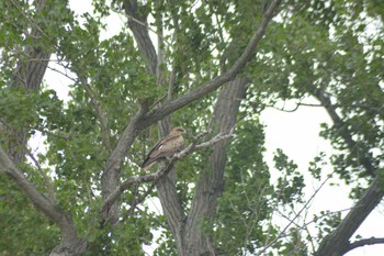 Black Kite 茨戸 Sun, 6/19/2022