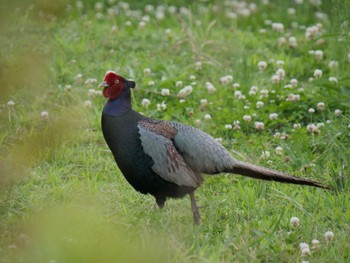 2022年6月18日(土) 淀川河川公園の野鳥観察記録