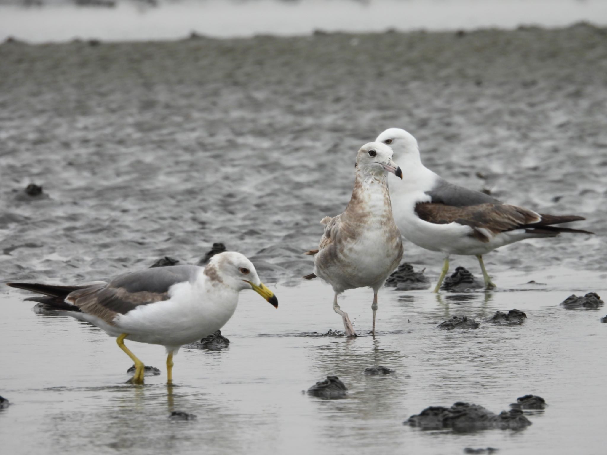 ウミネコ若鳥 成長の度合いで羽、嘴、脚の色がそれぞれ変化中 by クロやん