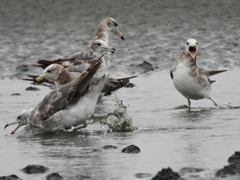 2022年6月18日(土) ふなばし三番瀬海浜公園の野鳥観察記録