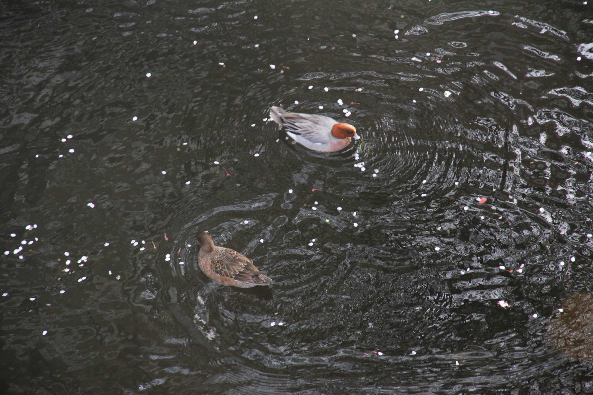 Eurasian Wigeon