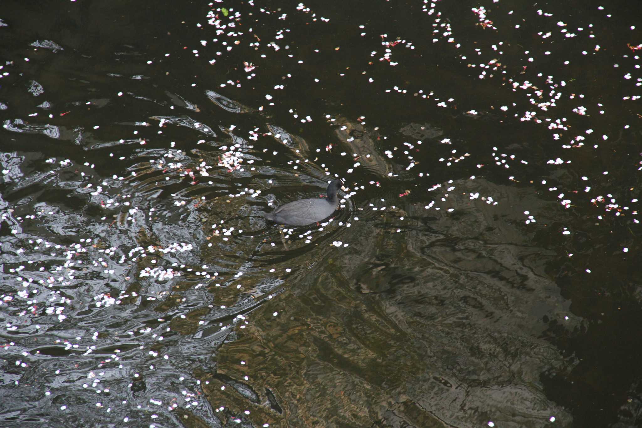 Eurasian Coot