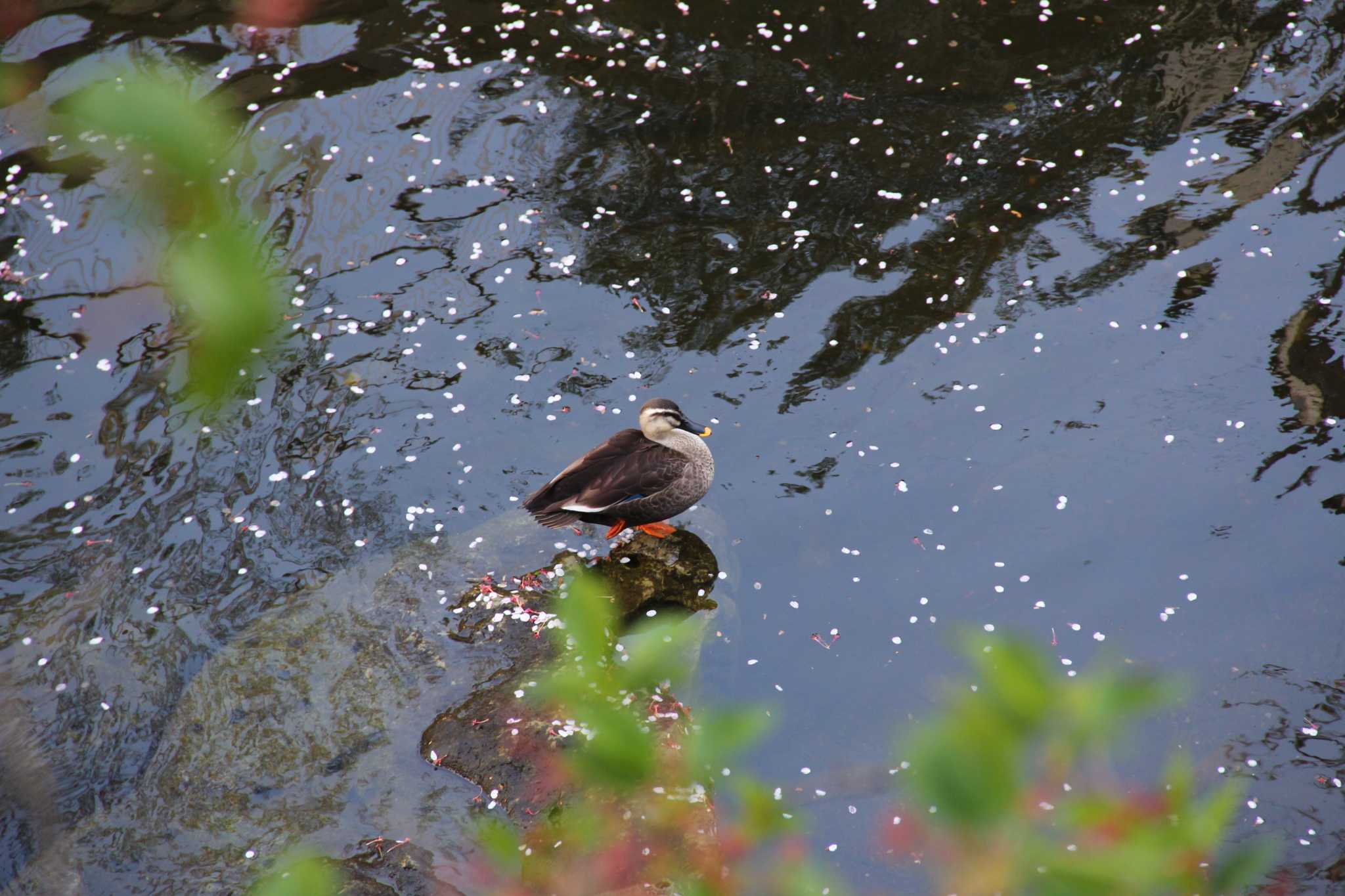 Eastern Spot-billed Duck