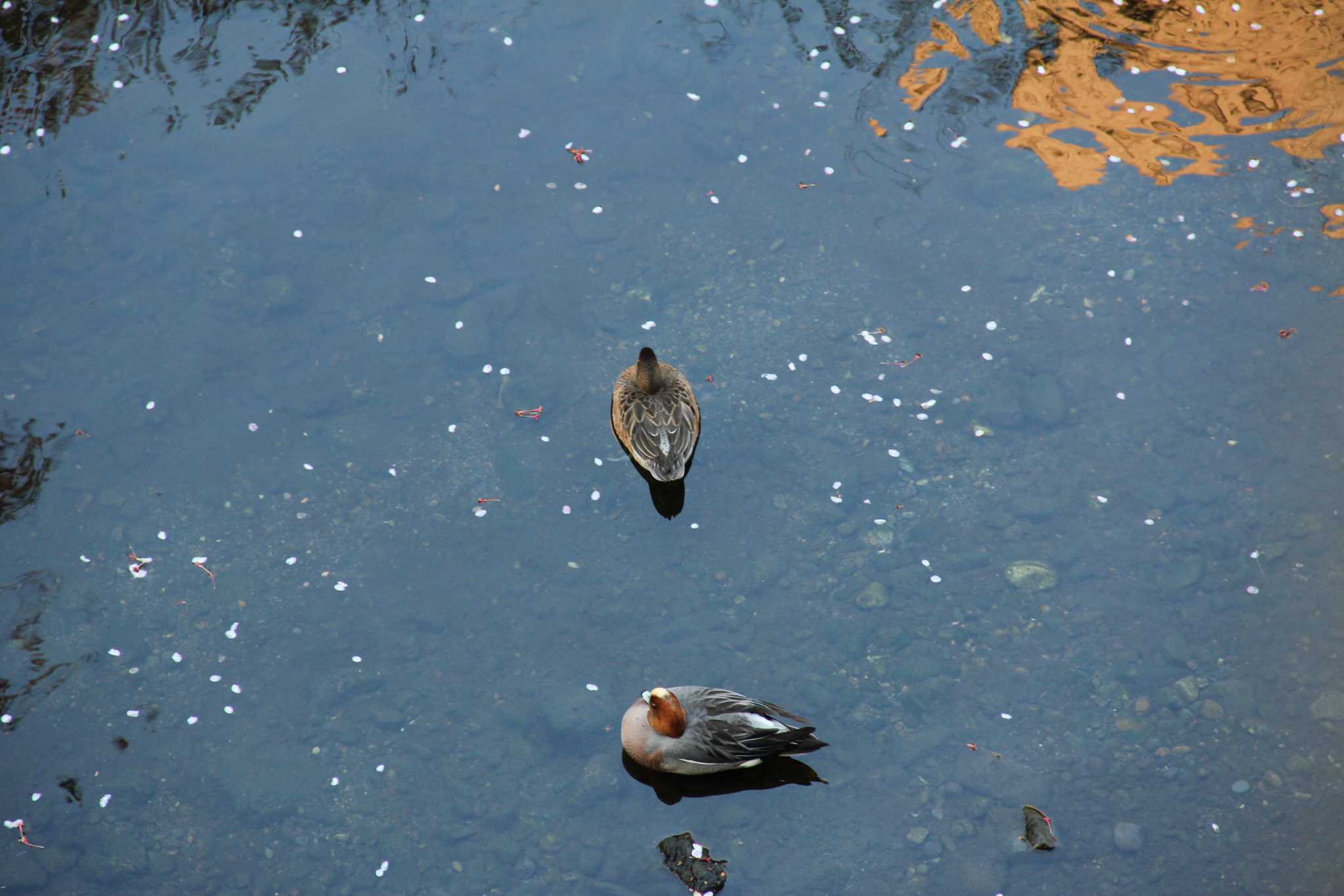 Eurasian Wigeon