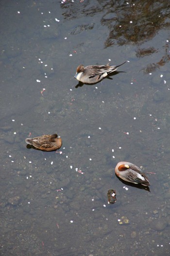 2022年4月10日(日) 神田川駒塚橋の野鳥観察記録