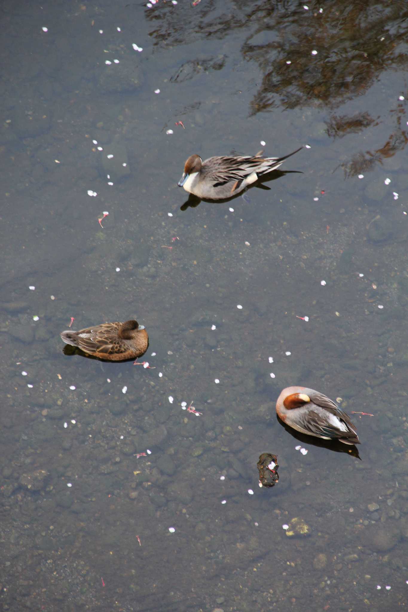 Northern Pintail