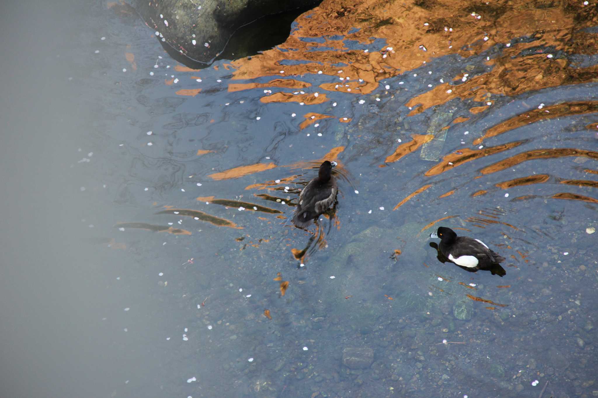 Tufted Duck