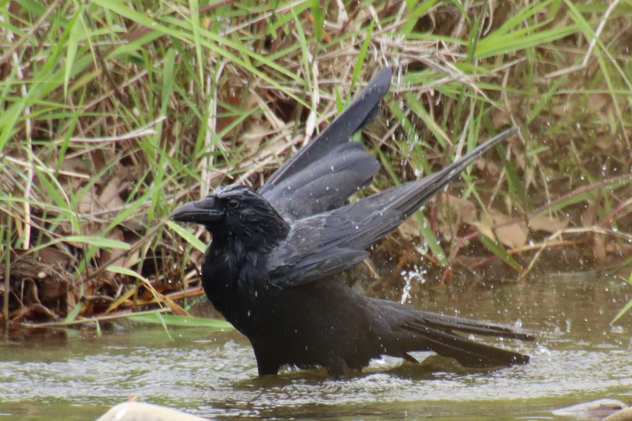 Carrion Crow