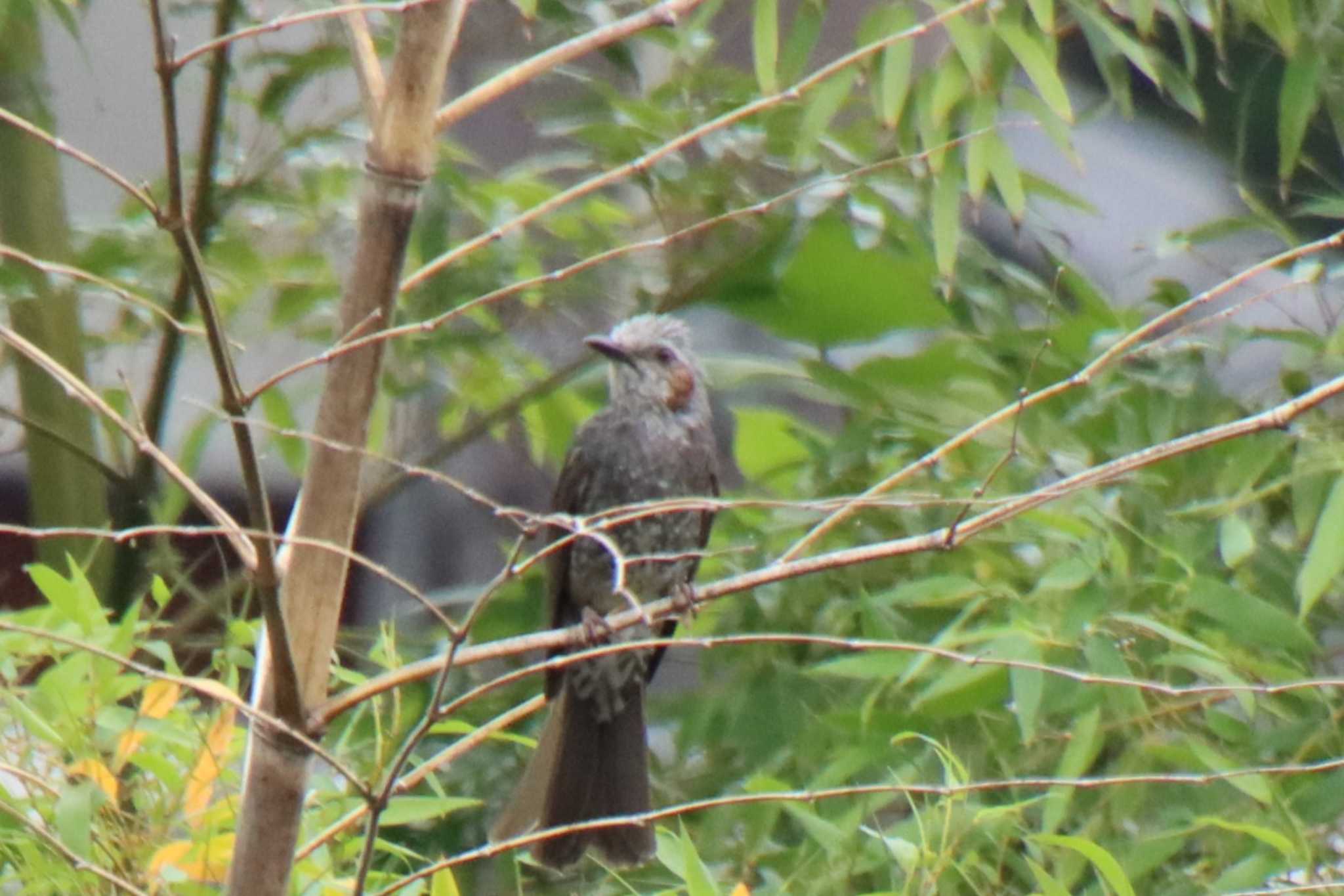 Brown-eared Bulbul