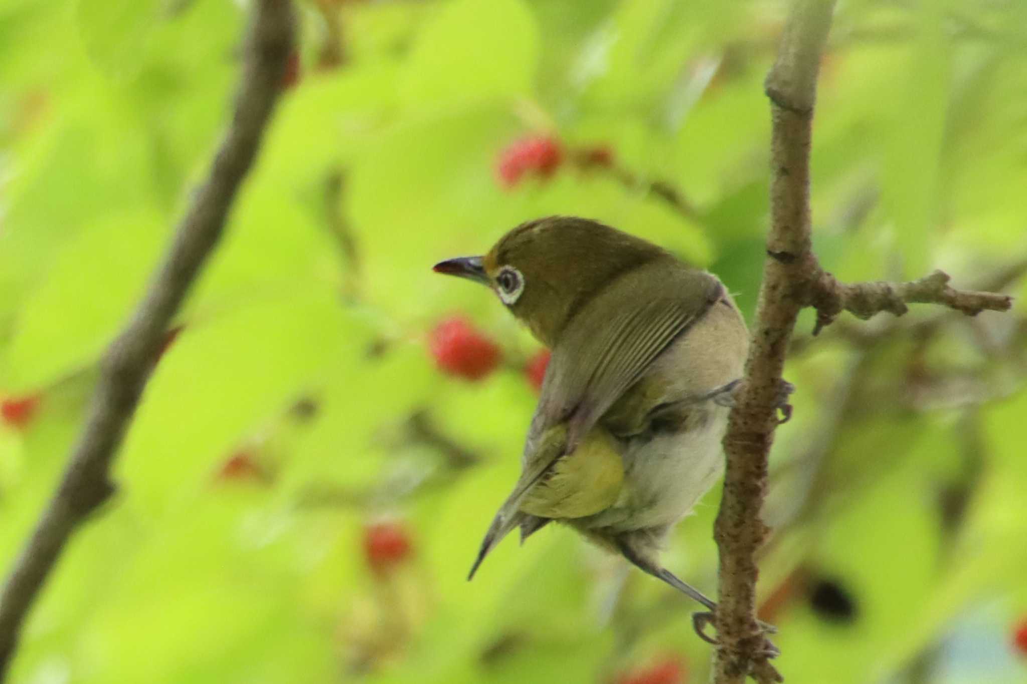 Warbling White-eye