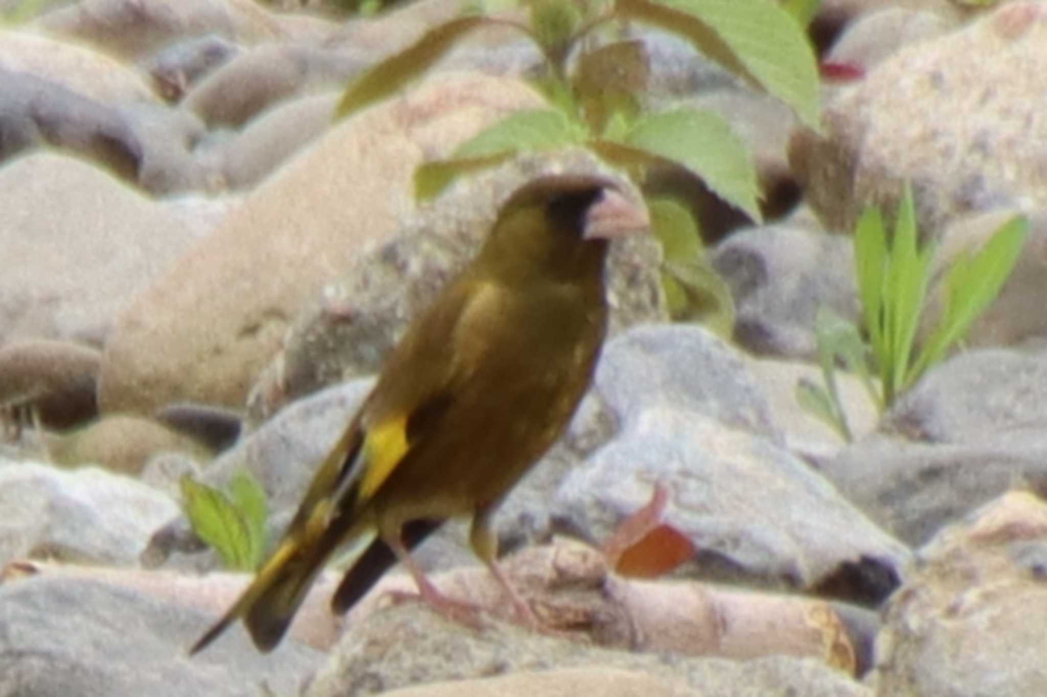 Grey-capped Greenfinch