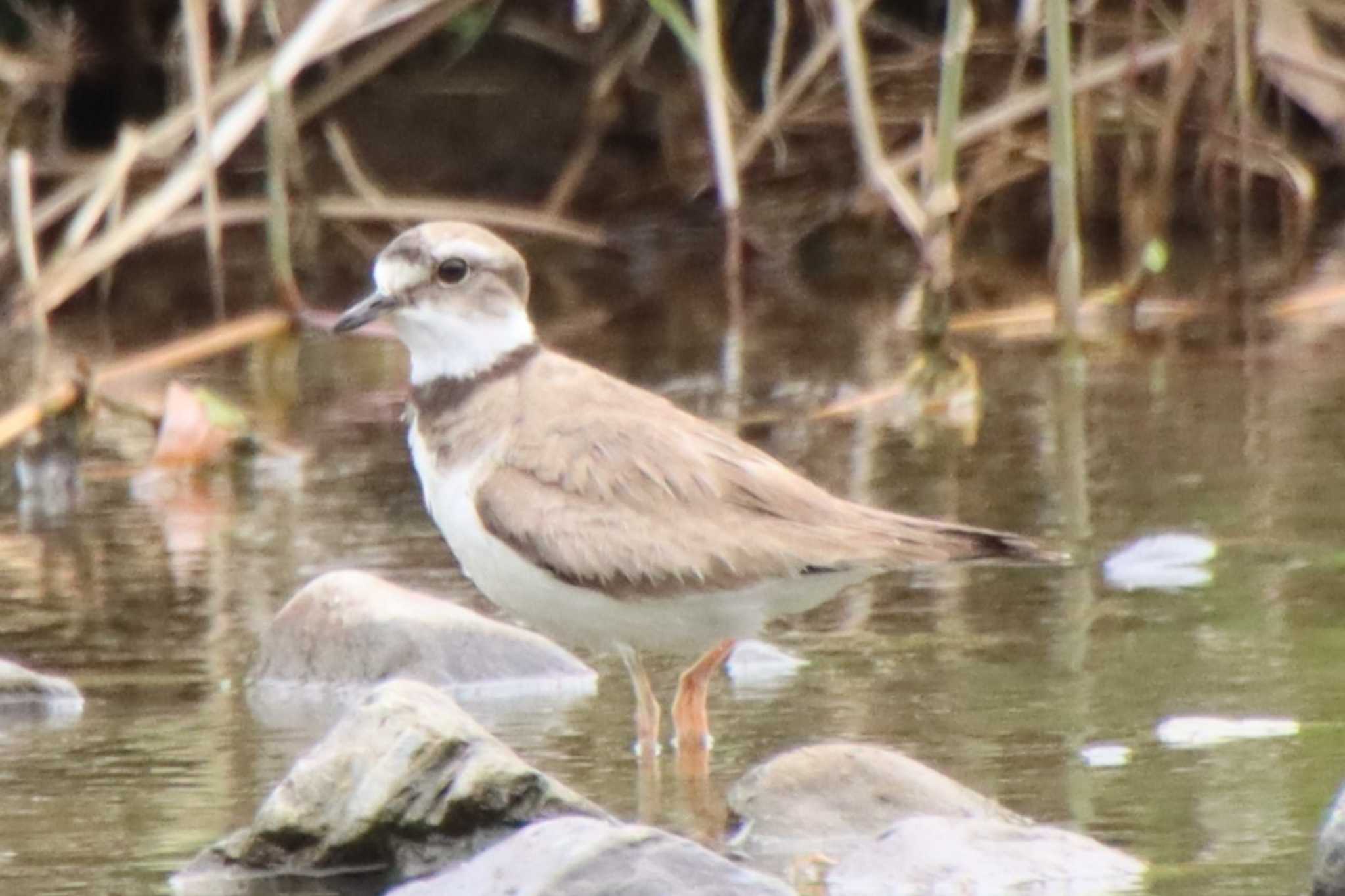 Long-billed Plover