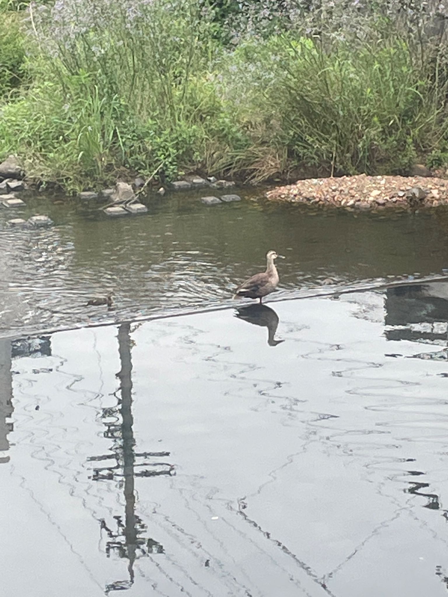 Photo of Eastern Spot-billed Duck at 藤川 by くーみん