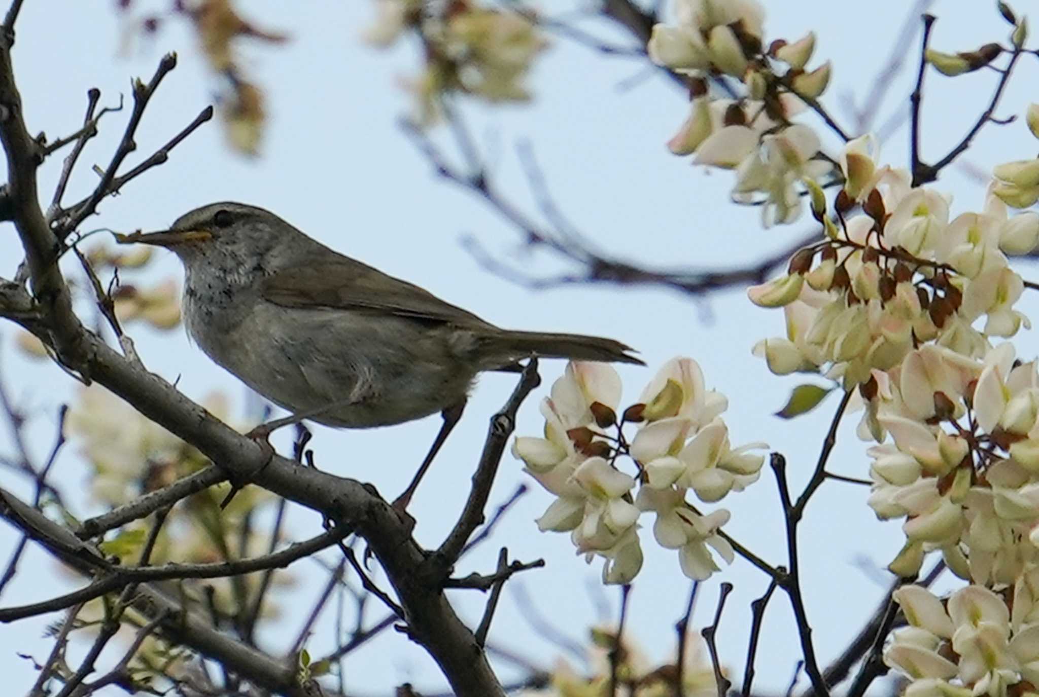 ウグイス